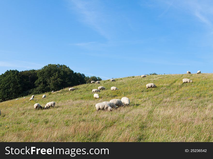 Schafe weiden auf einer Wiese bei Zicker (Ostsee). Schafe weiden auf einer Wiese bei Zicker (Ostsee)