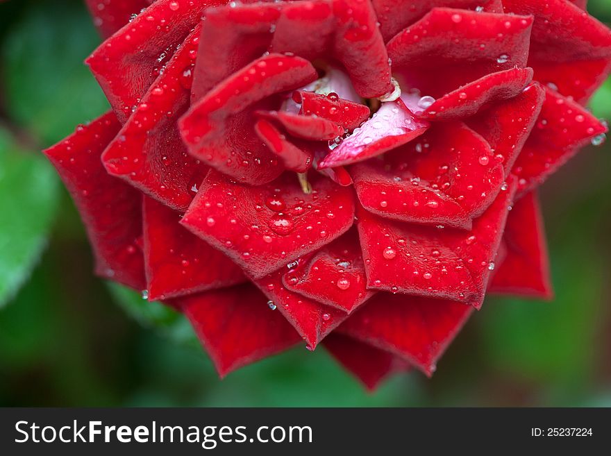 Closeup of a wet red rose.
