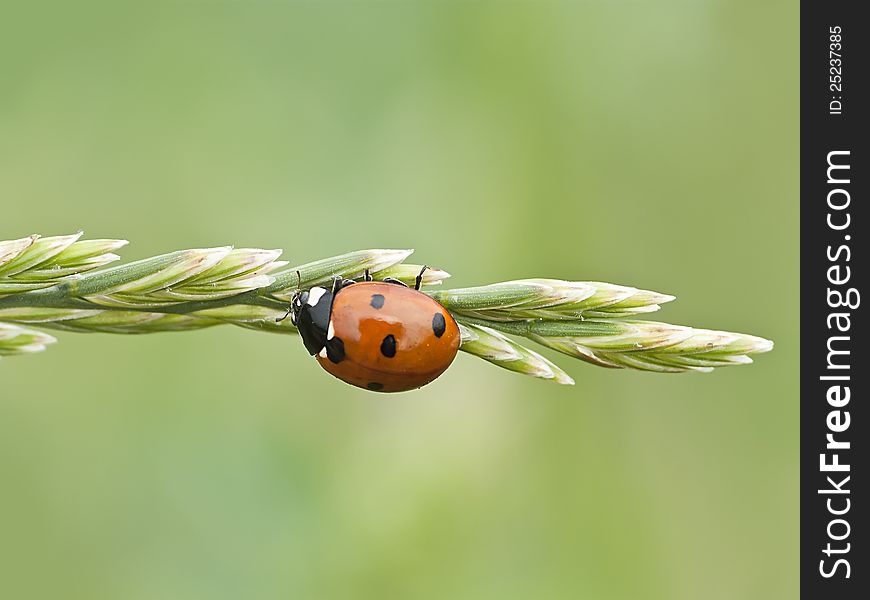 Ladybug climbing blade of grass