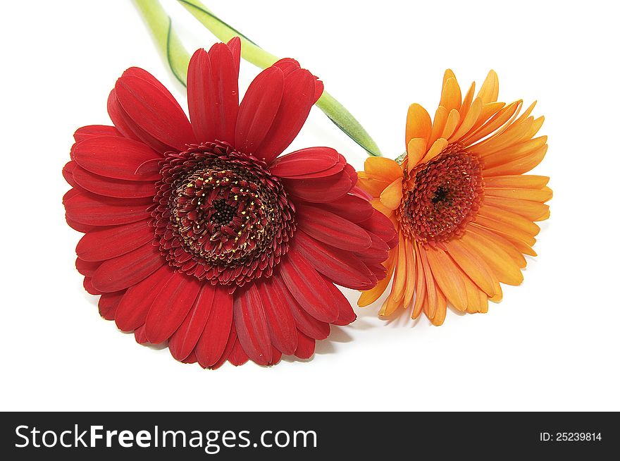 Beautiful flowers in close-up shot on a white background