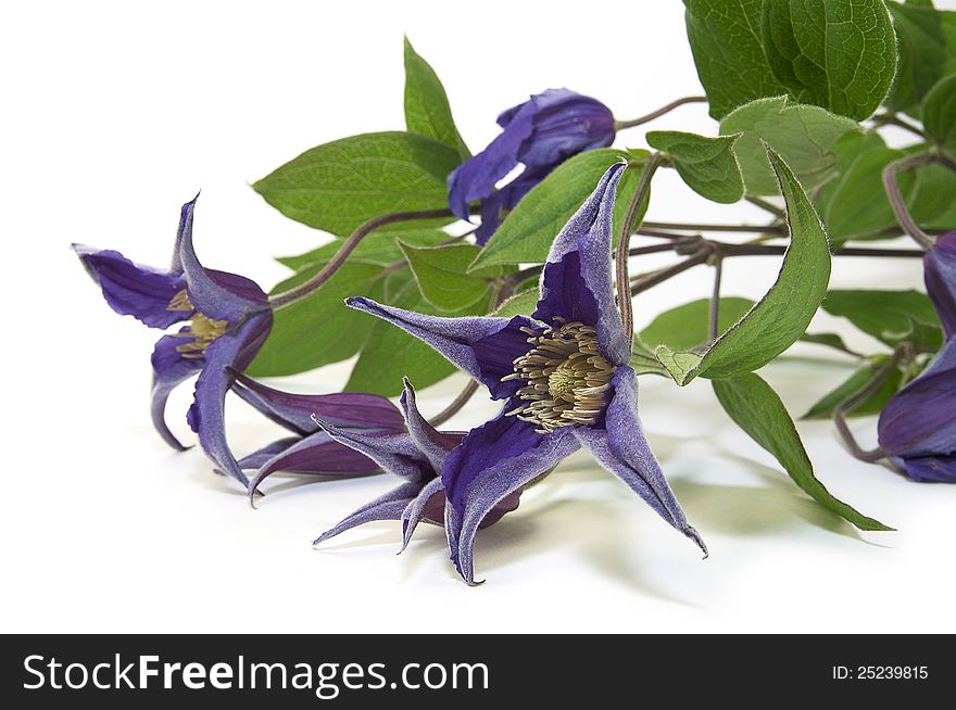 Beautiful flowers in close-up shot on a white background