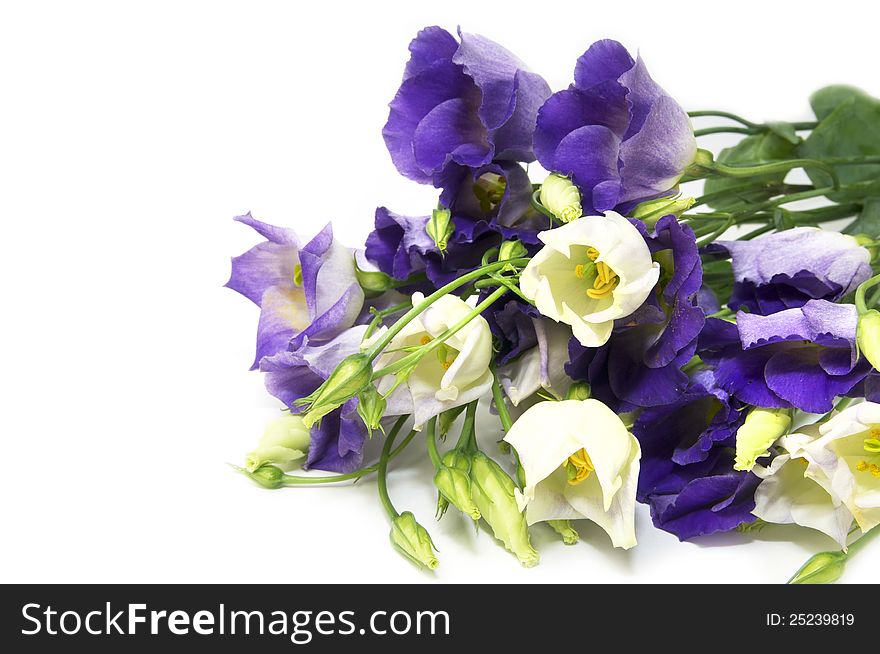 Beautiful flowers in close-up shot on a white background