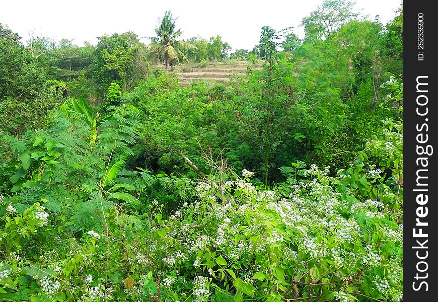 Green view from above the rice fields of Sukaraja I Hamlet, Sukaraja Village, East Praya District