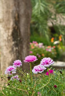 Little Common Flowers Pink. Stock Photos Little Common Flowers Pink. Stock Photos