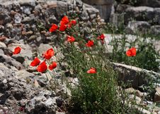 Many Red Poppies On Stone Background. Royalty Free Stock Image