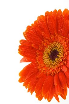 Red Gerbera Flower Stock Image Red Gerbera Flower Stock Image