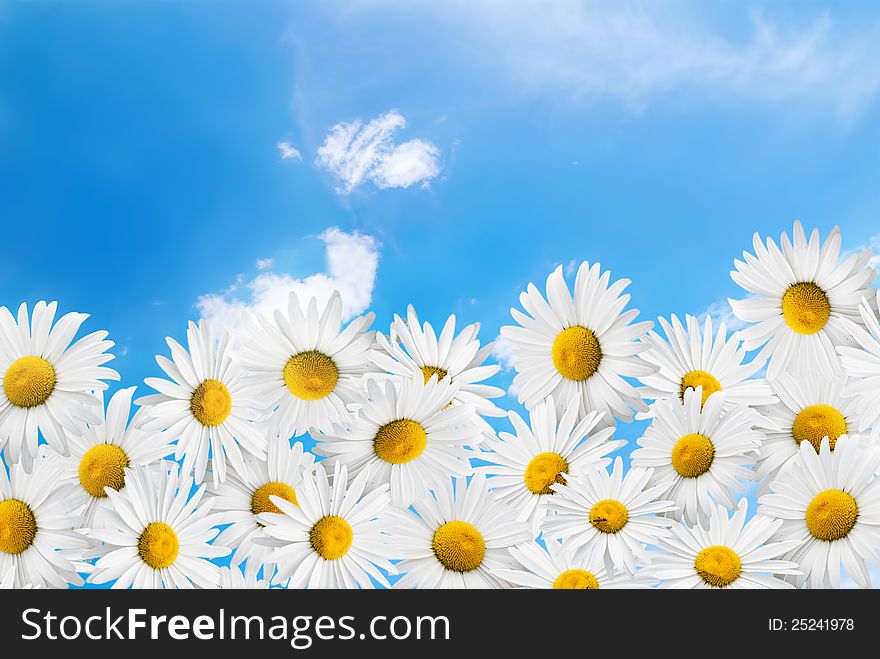 Camomiles on a blue sky and white clouds background. Camomiles on a blue sky and white clouds background.