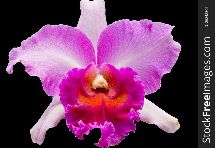 Blooming orchid on black background