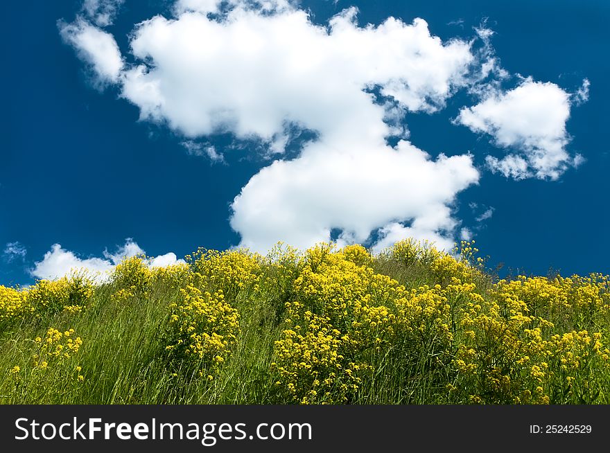 Landscape of a hilly meadow with yellow flowers against the bright cloudy sky