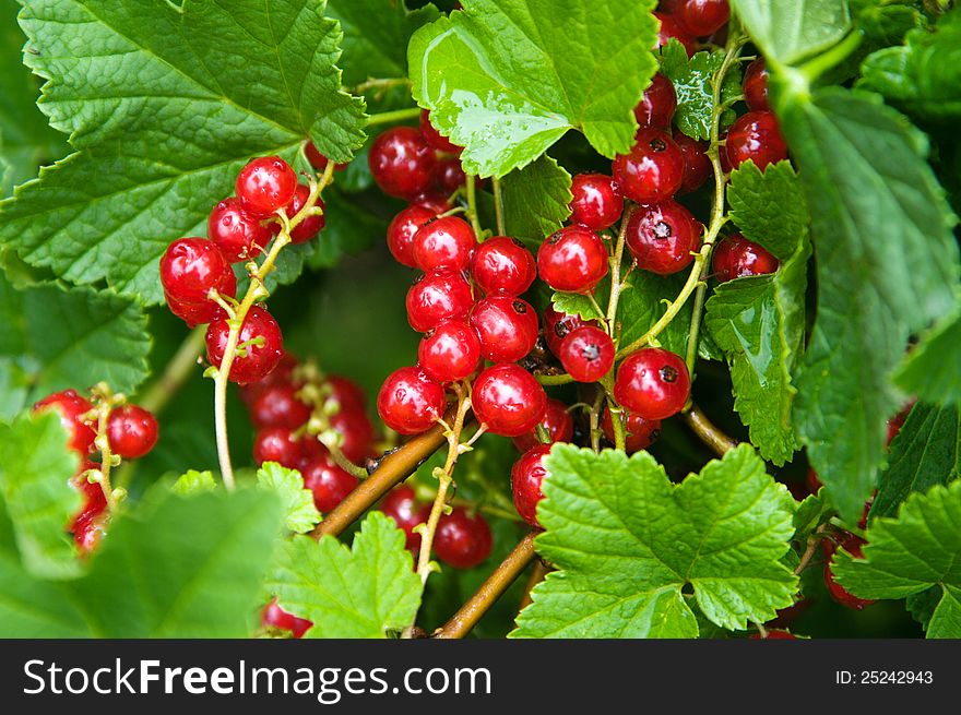 Berries of red currant after the rain. Berries of red currant after the rain