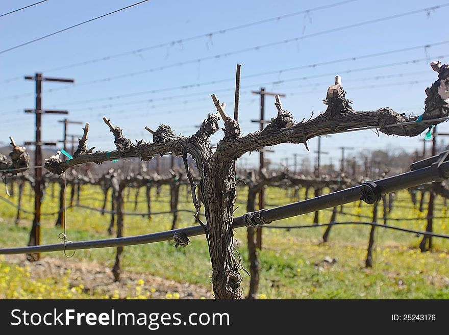 Napa Valley vineyard in the spring season. Napa Valley vineyard in the spring season.