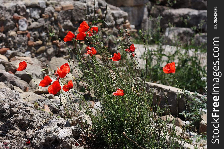 Many red poppies on stone background.