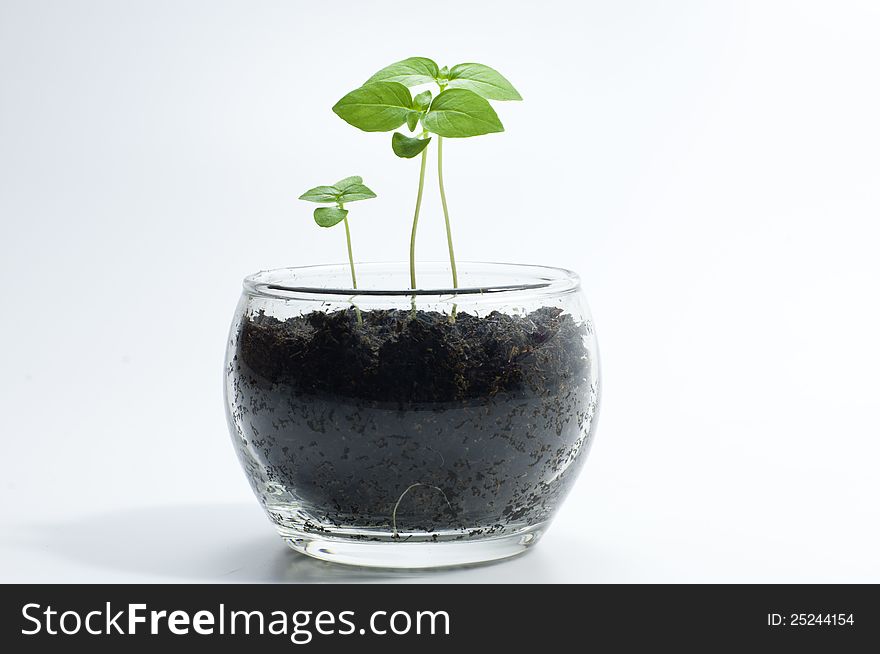 Young tree in a glass bowl. Young tree in a glass bowl