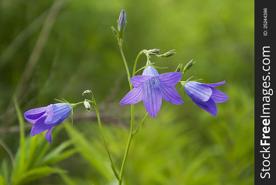 Blue bell wild flowers in the field. Blue bell wild flowers in the field