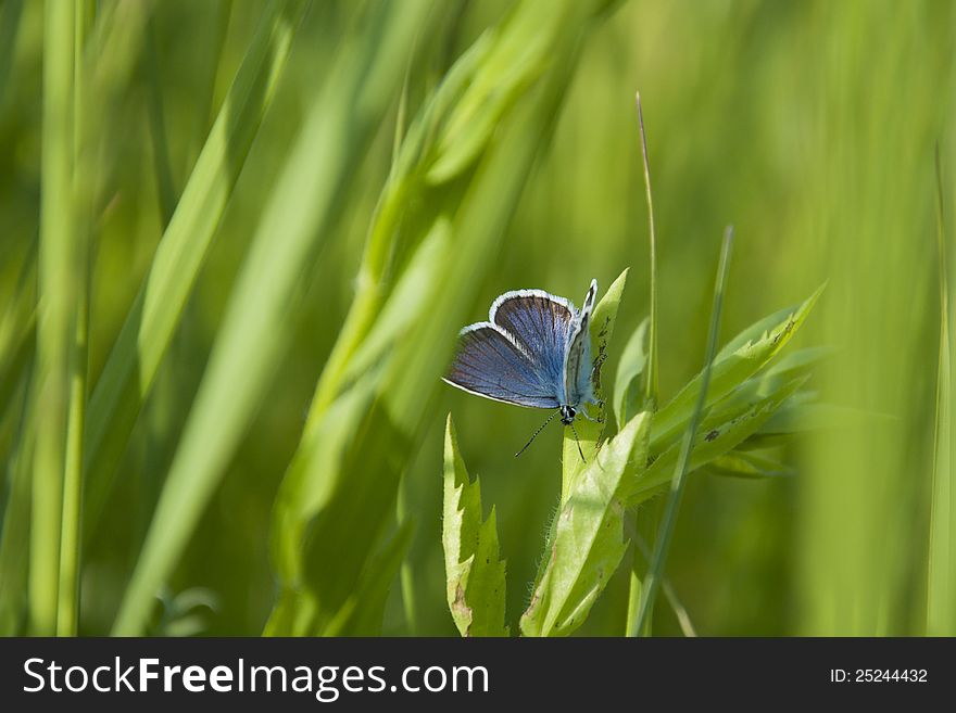 Beautiful blue butterfly on a green grass