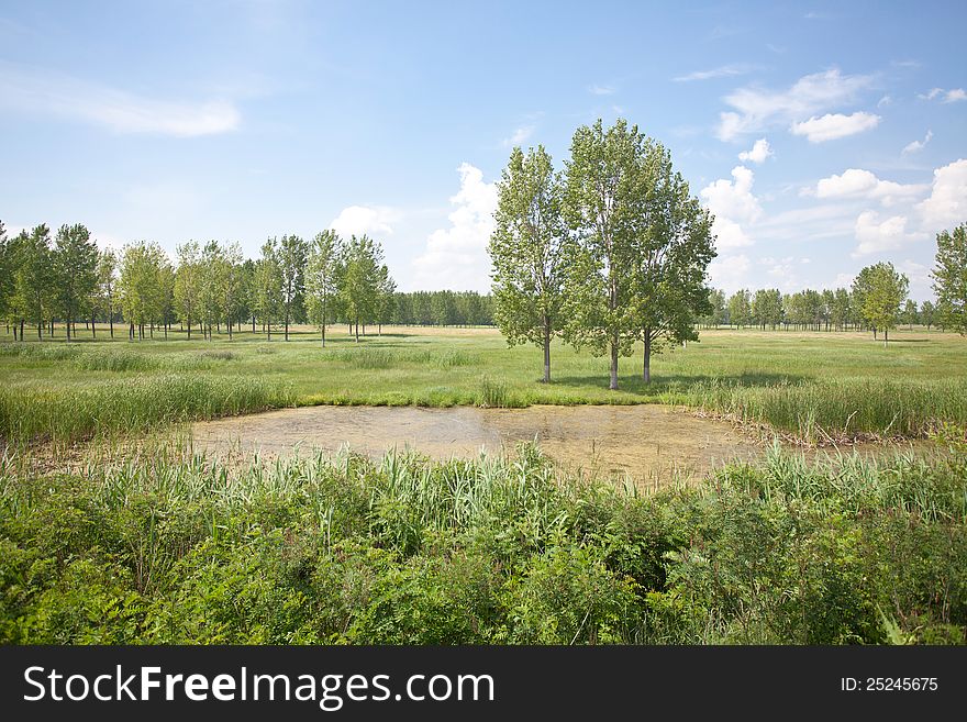 Pond landscape with trees and blue sky. Pond landscape with trees and blue sky