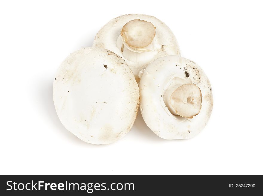 Three Big Perfect White Champignon Mushroom