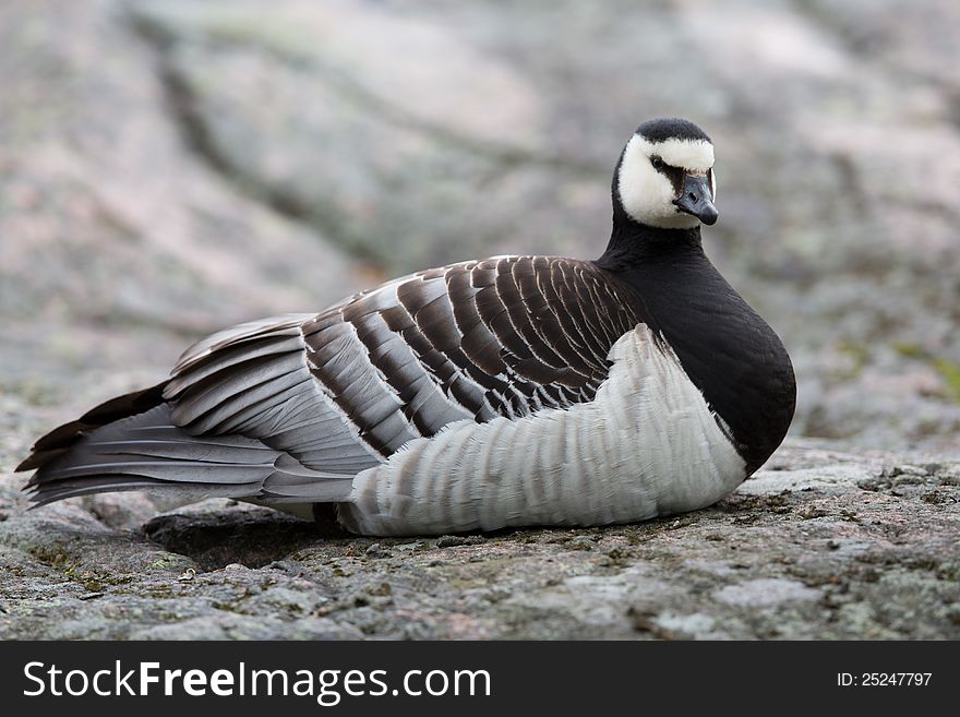 A high resolution image of a barnacle goose