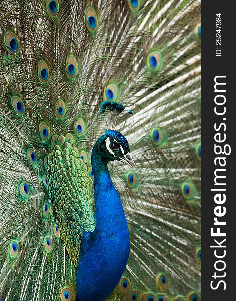 A high resolution image of a peacock displaying its feathers in courtship. A high resolution image of a peacock displaying its feathers in courtship