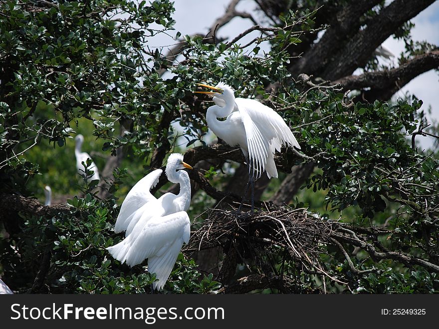 Two white egret birds in their nest together. Two white egret birds in their nest together