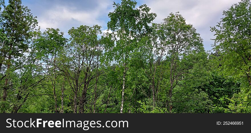 Summer Forest of Russia.The light summer forest against the background of the sky.