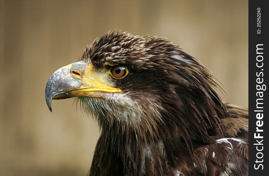 A young Bald eagle portrait. A young Bald eagle portrait