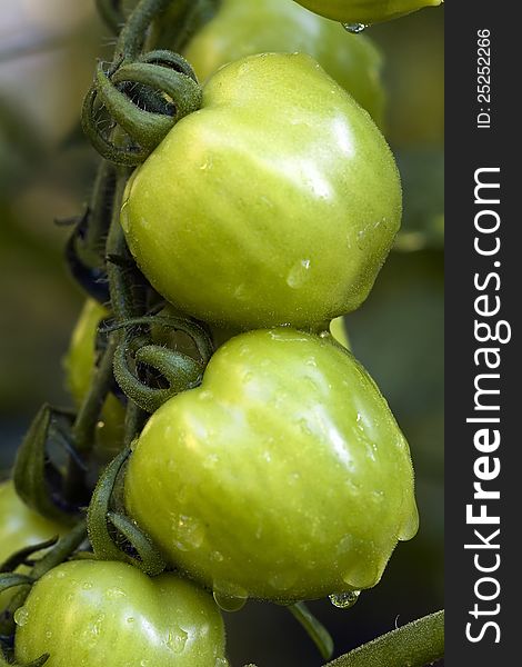 Green tomato bunch with water drops. Green tomato bunch with water drops