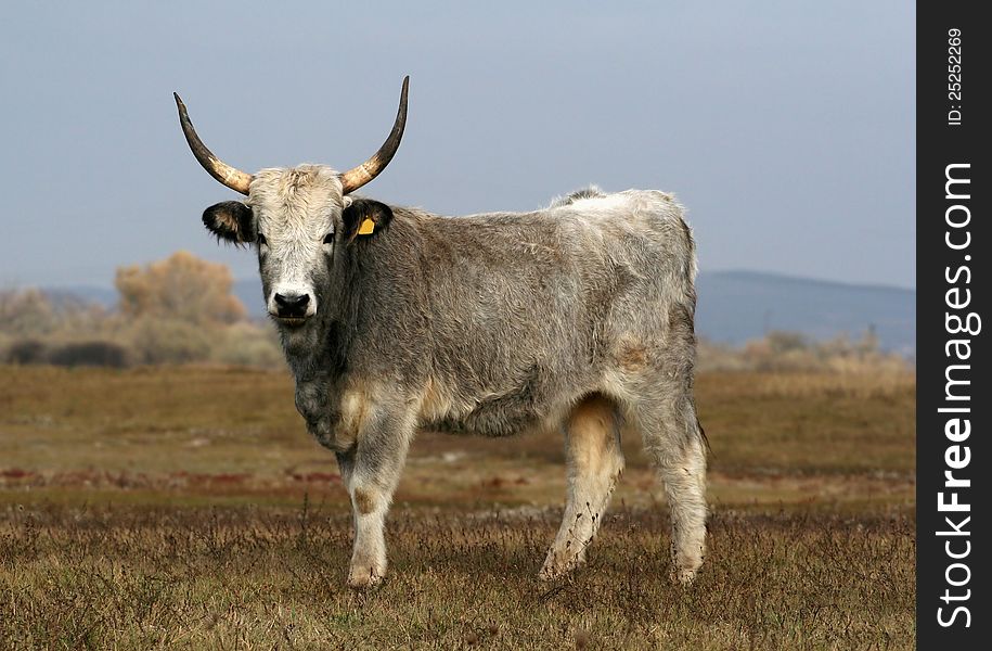 Hungarian grey cattle standing on the field