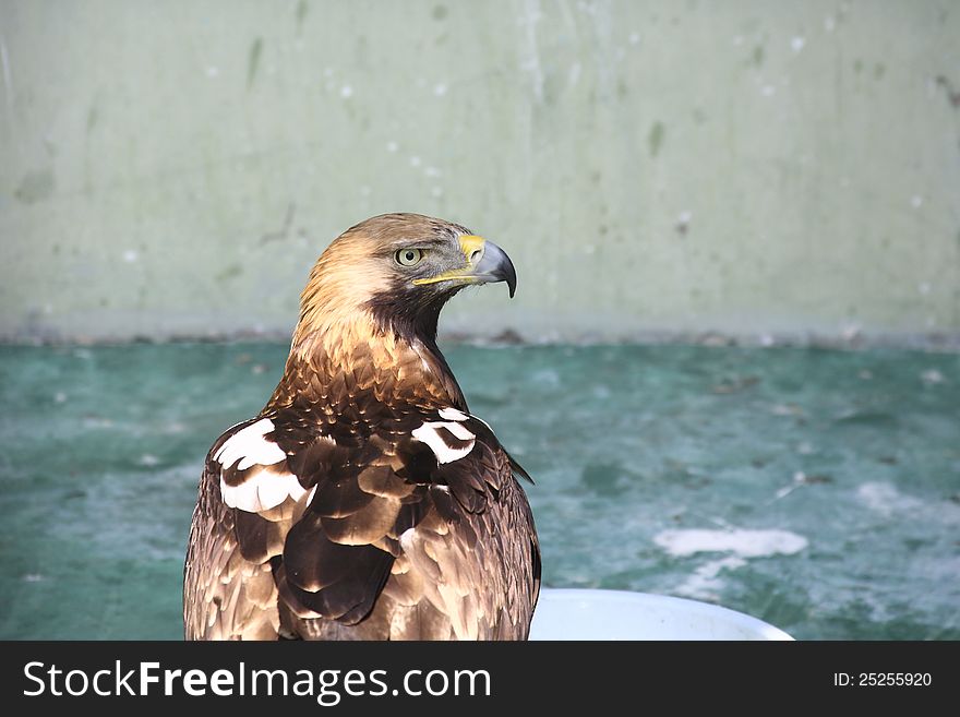 Image of imperial eagle in the zoo