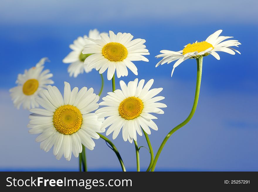 Macro shot of wild camomile on a blue sky background