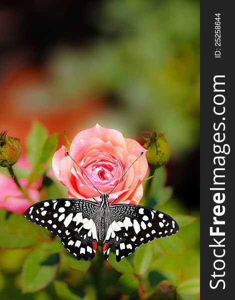 Beautiful Spotted Butterfly On A Pink Rose Flower