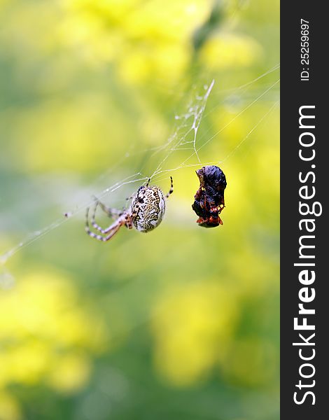 Closeup of spider in web near dead insect. Closeup of spider in web near dead insect