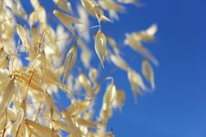 Cereal Against The Blue Sky Royalty Free Stock Photography Cereal Against The Blue Sky Royalty Free Stock Photography