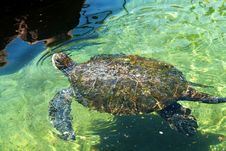 Sea Turtle In The Red Sea Eilat Stock Image Sea Turtle In The Red Sea Eilat Stock Image