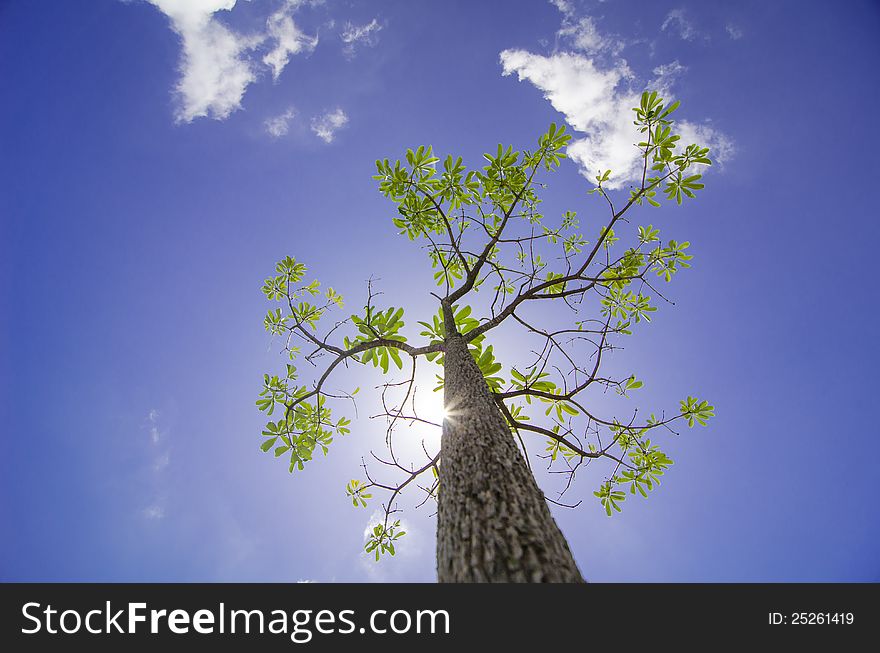 Tree under the sunshine day, Thailand