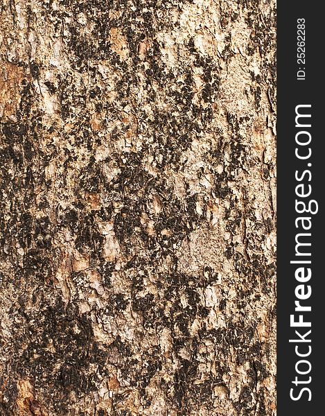 Bark Moss Texture
