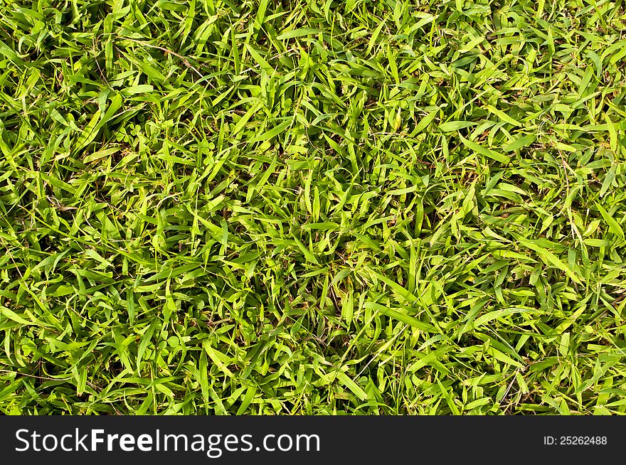 Green Grass Texture