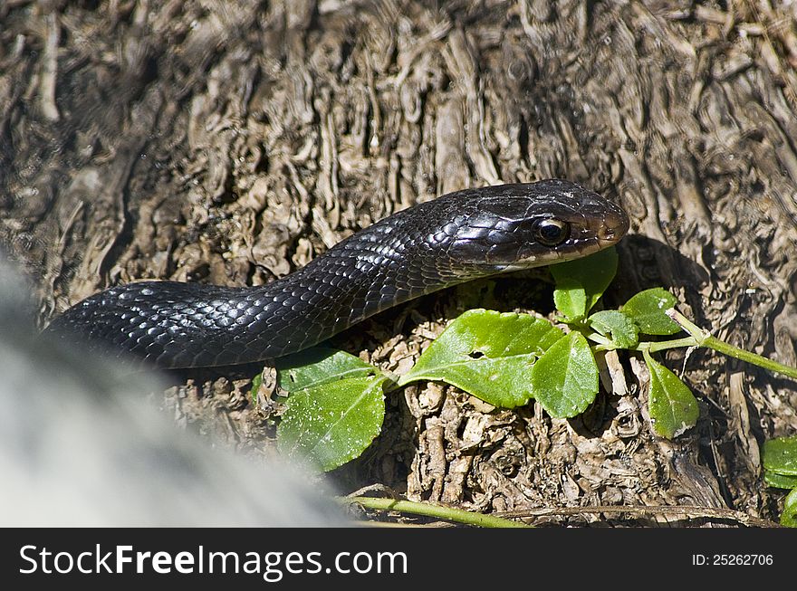 Black garden snake found in Florida. Black garden snake found in Florida.