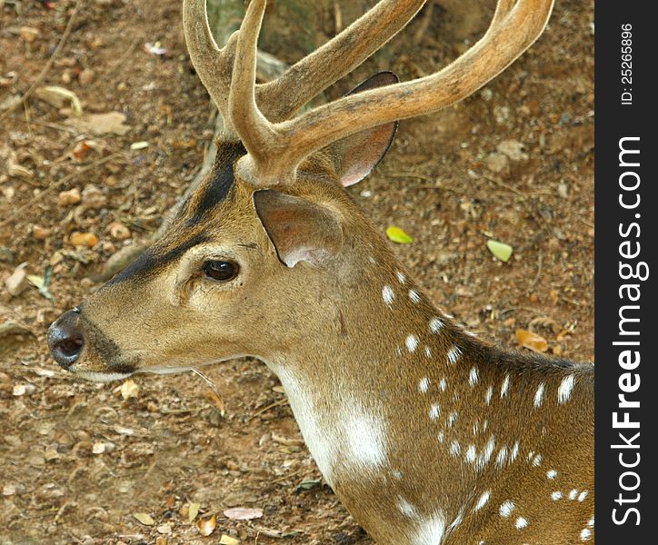 Close-up shot of asian spotted horned deer's head, india. Close-up shot of asian spotted horned deer's head, india