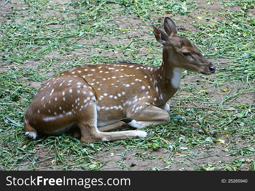 An asian spottead deer resting in green park, india. An asian spottead deer resting in green park, india