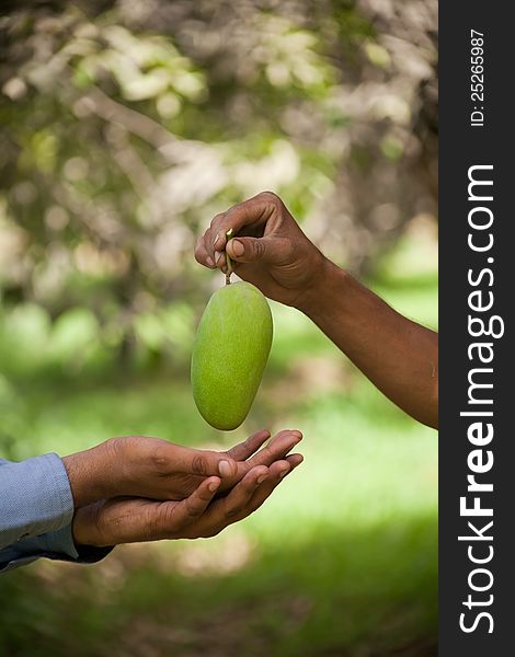 A Green mango given to hand by someone