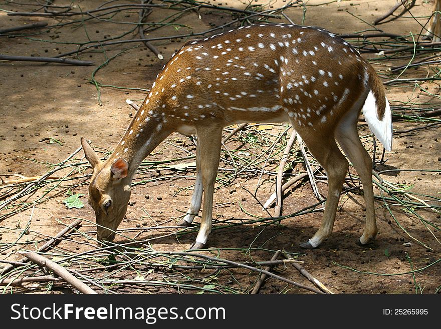 Spotted asian deer eating leaves, in the national park, india