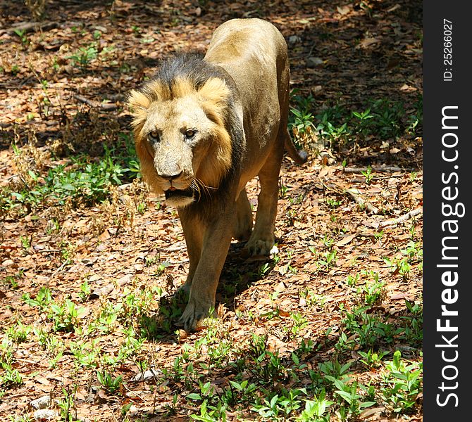 Asian lion in indian forest. Asian lion in indian forest