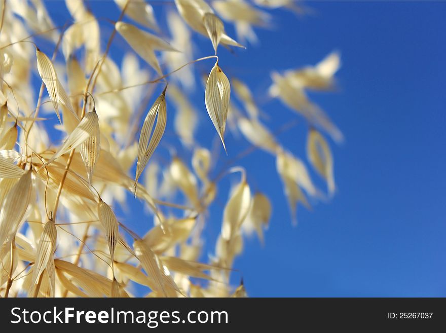 Cereal Against The Blue Sky