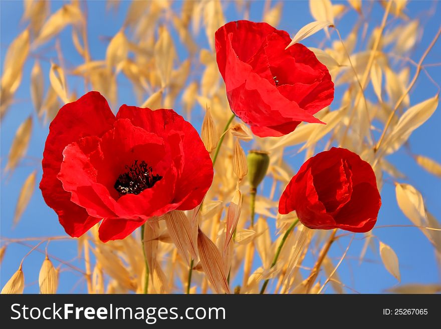 Three red poppies against a bright blue sky