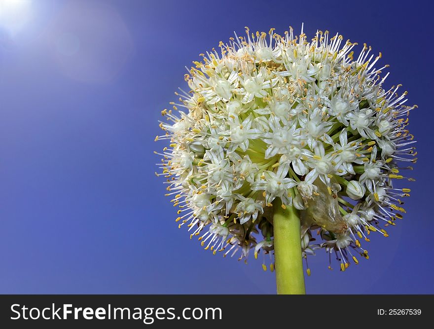 Flower in the form of a ball against a bright blue sky