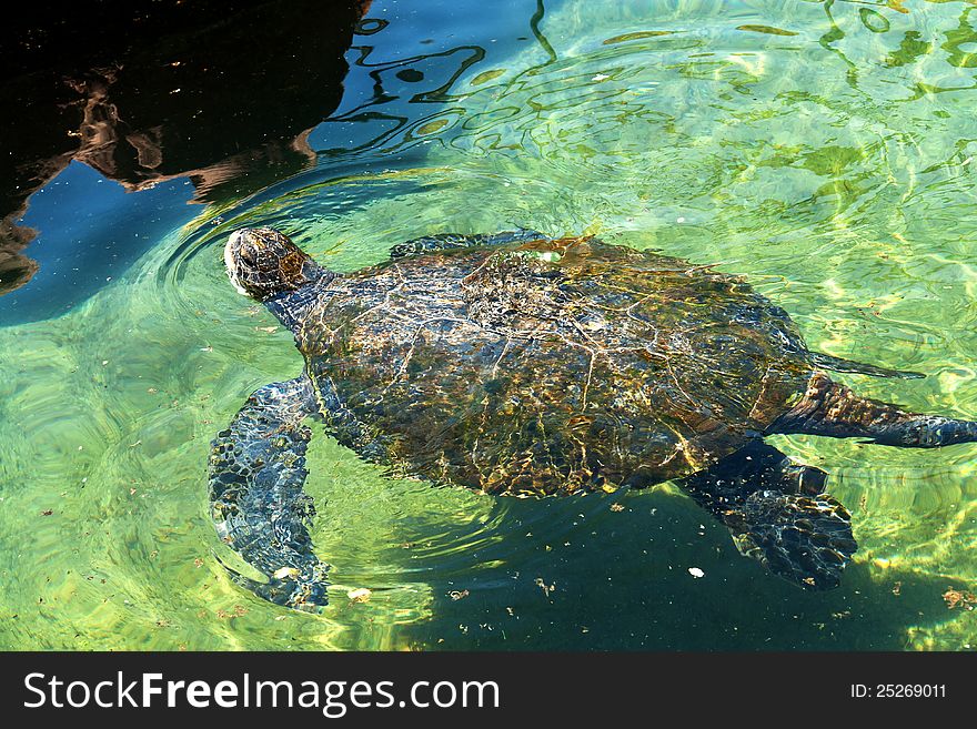 Sea turtle swims in blue green  underwater in the Red Sea Eilat. Sea turtle swims in blue green  underwater in the Red Sea Eilat