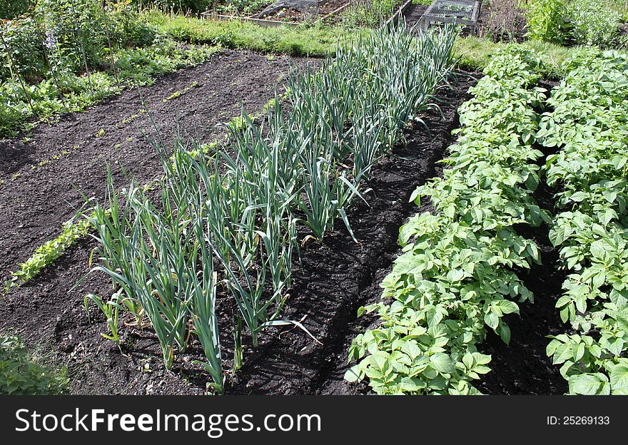 The Layout in Part of a Flourishing Vegetable Garden.