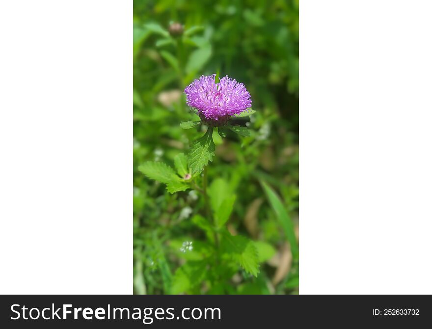 purple wild flower found on a forest