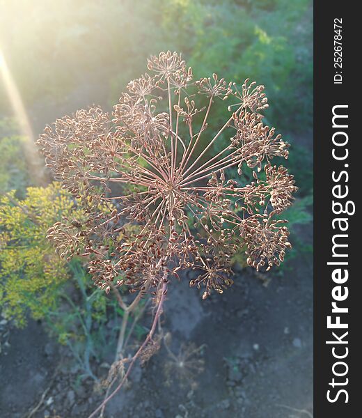 Fragrant fragrant spice dill grows in the garden food. Fragrant fragrant spice dill grows in the garden food